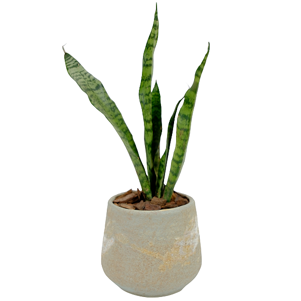 Espada de São Jorge no Vaso Areia