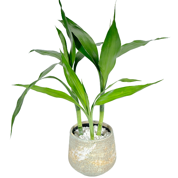 Bambú da Sorte no Vaso Areia