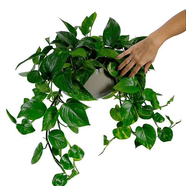 Jibóia no Vaso Verde Menta