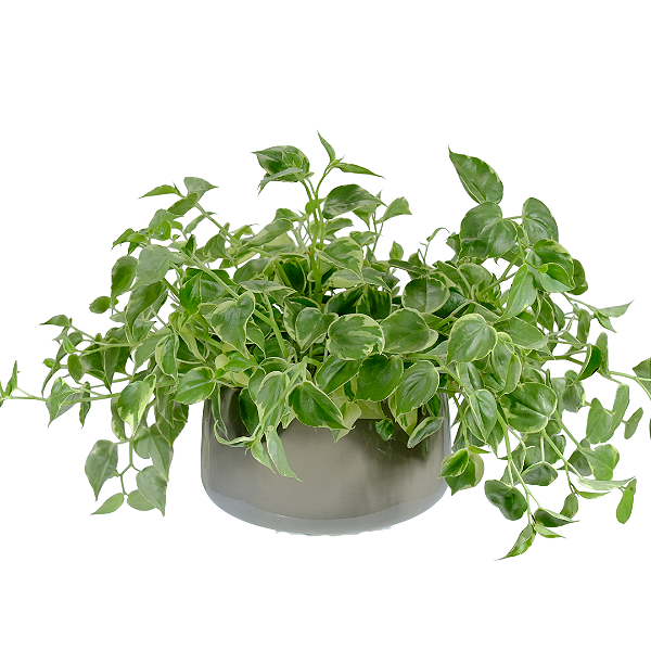 Peperomia no Vaso Verde Menta