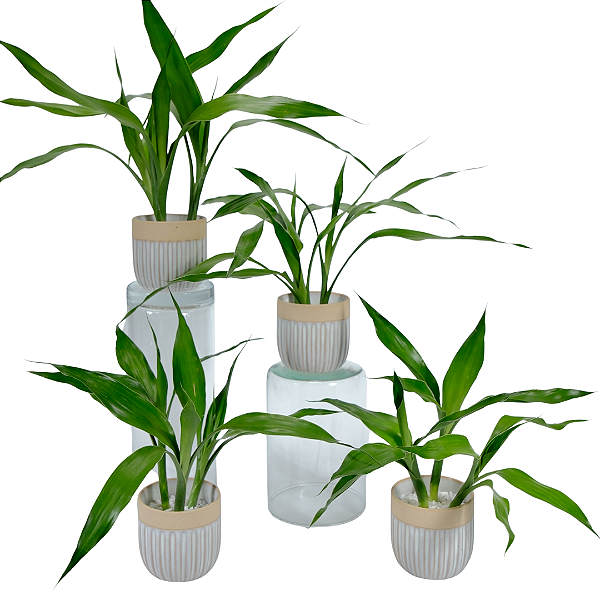 Kit Vasinhos Mini Bambú da Sorte