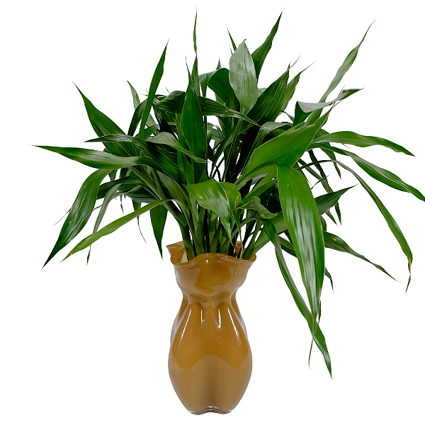 Bambú da Sorte no Vaso Caramelo