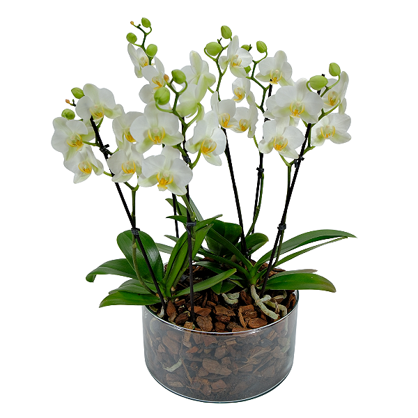 Orquídeas (Brancas ou Pink) Vaso de Vidro