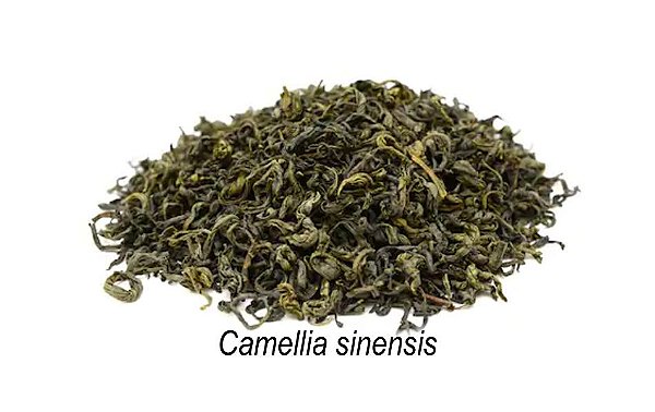 Chá Verde Importado - Granel