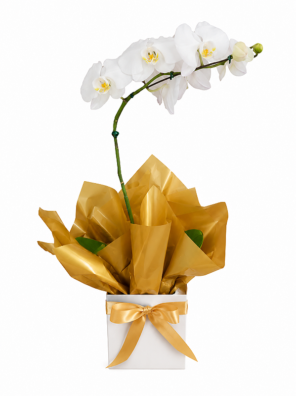 Orquídea Branca