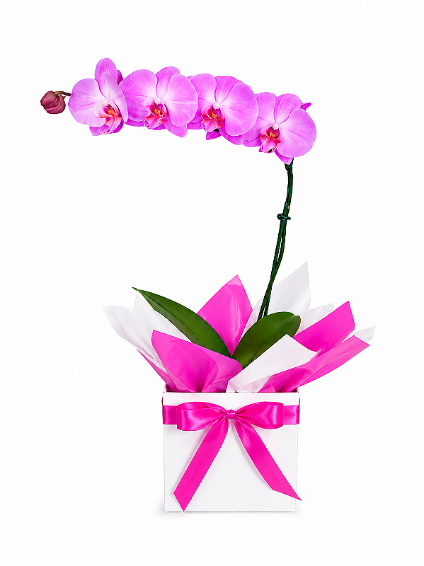 Orquídea Pink Enfeitada