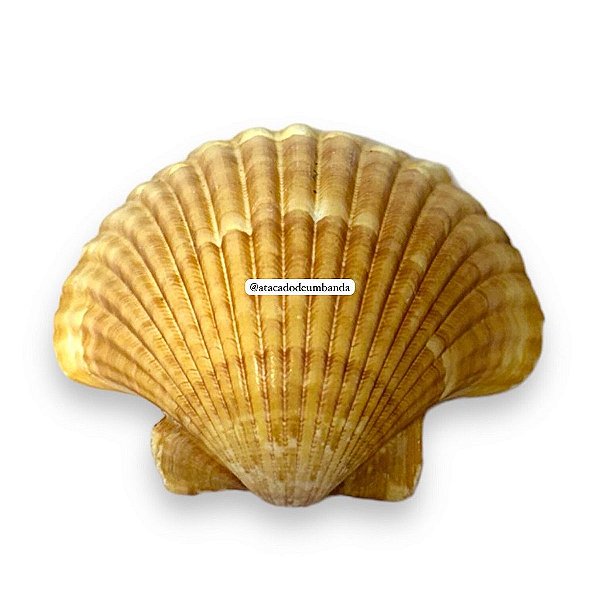 CONCHA SHELL