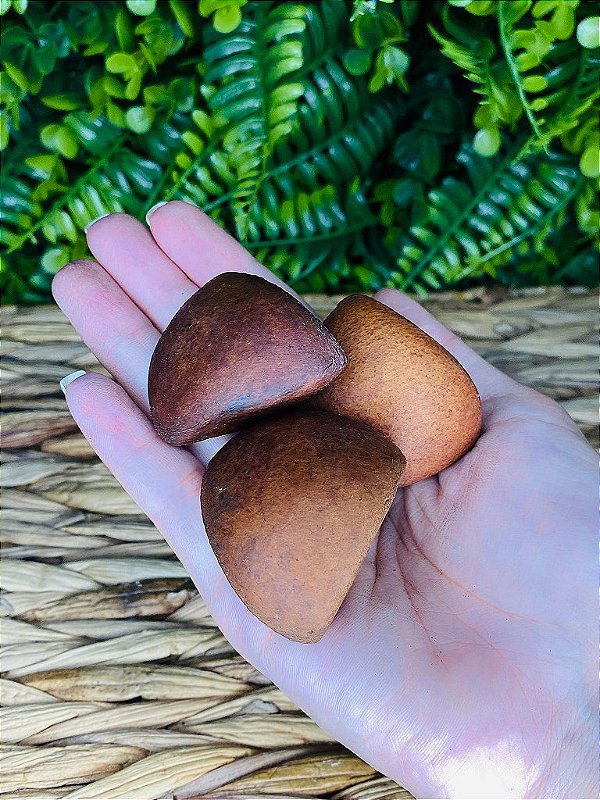 FAVA DE OXUM - ANDIROBA