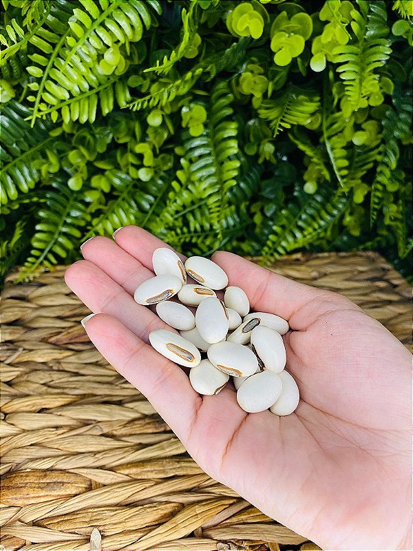 FAVA DE OXALÁ (DÚZIA)