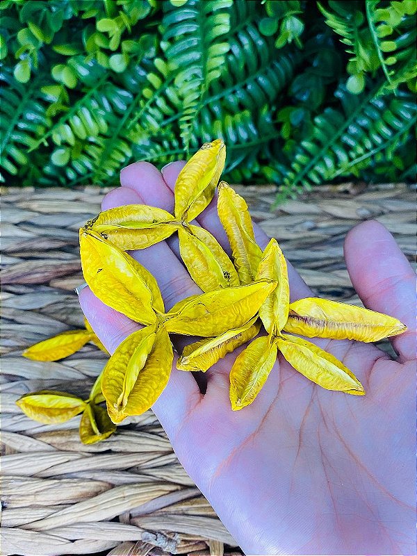 FAVA DA PROSPERIDADE (DÚZIA)