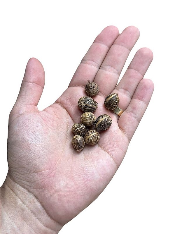 FAVA DE EWA (DÚZIA)