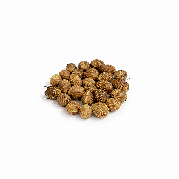 FAVA DE EWA (DÚZIA)