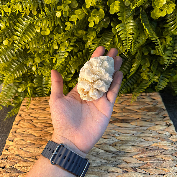 CORAL CÉREBRO PEQUENO