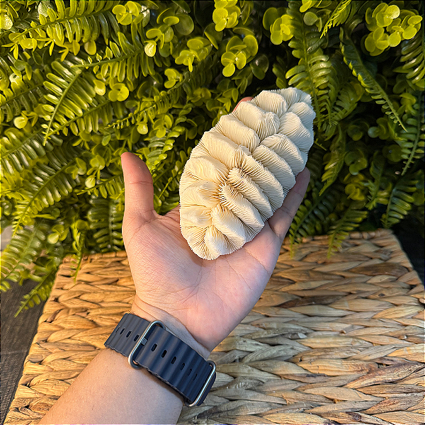 CORAL CÉREBRO GRANDE