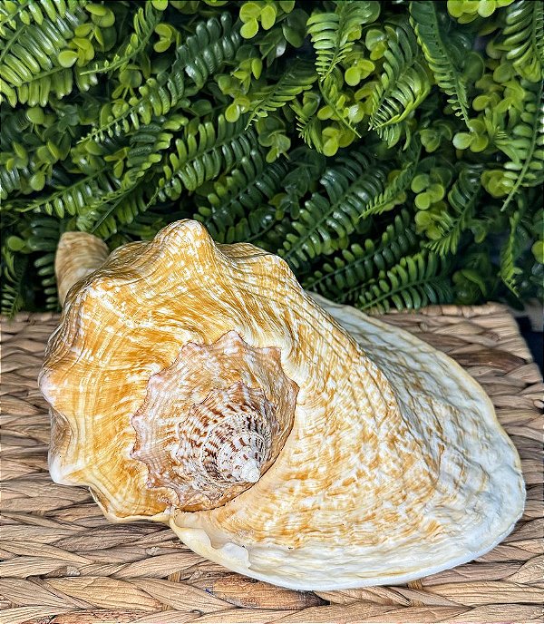 CONCHA ORELHA DE ELEFANTE