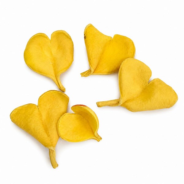 FAVA FLOR CORAÇÃO AMARELO