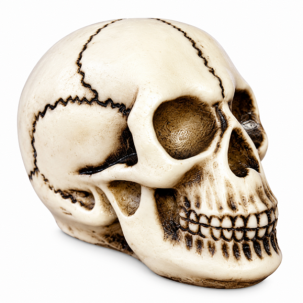 CRANIO EM RESINA DARWIN