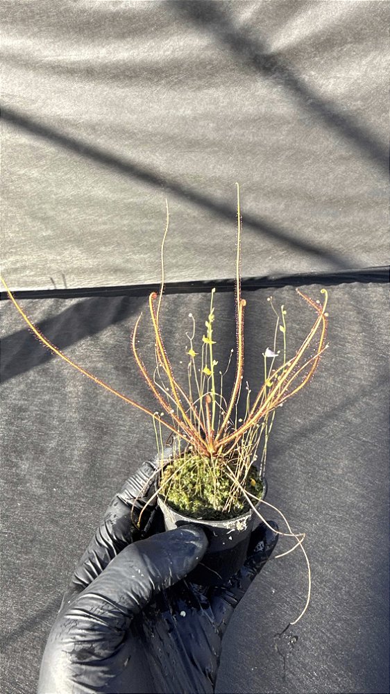 Drosera Filiformis Red