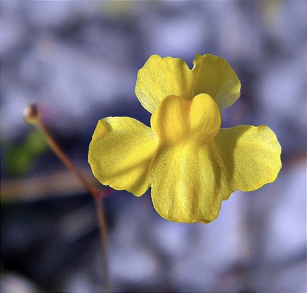 Utricularia Subulata