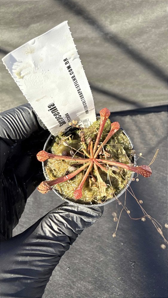 Sarracenia Psittacina