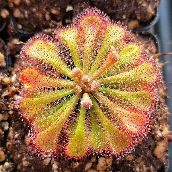 Drosera Tokaiensis