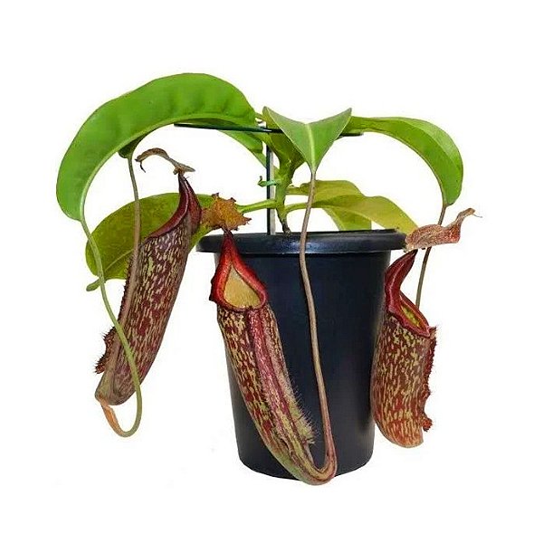 Nepenthes Máxima