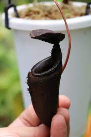 Nepenthes Leonardoi Monte Shumkat, Palawan, Filipinas