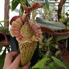 Nepenthes Platychilla x Veitchii