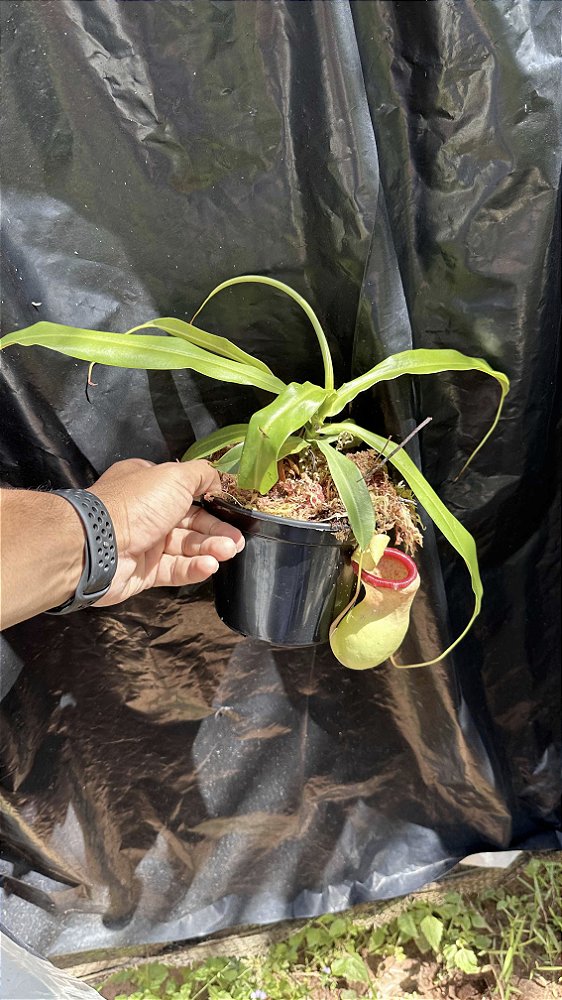 Nepenthes Ventricosa