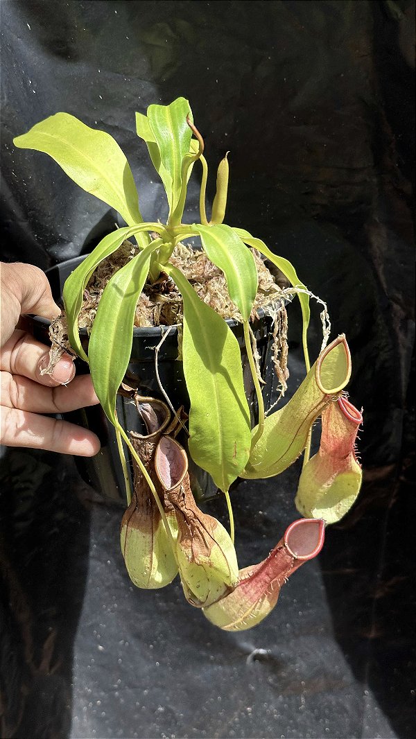 Nepenthes Graciliflora