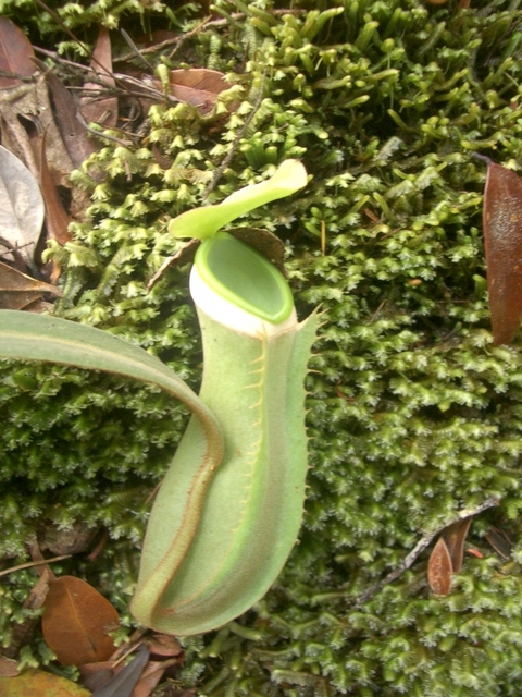 Nepenthes Albomarginata BE 3004