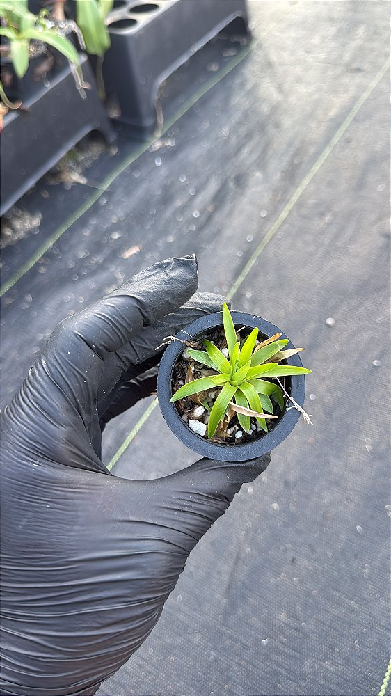 Catopsis Morreniana