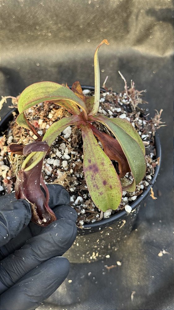 Nepenthes Mirabilis Winged x Ampullaria Black Miracle