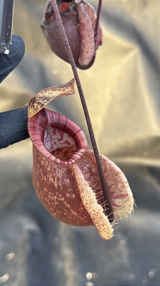 Nepenthes (Viking x Raflesiana) x Northiana