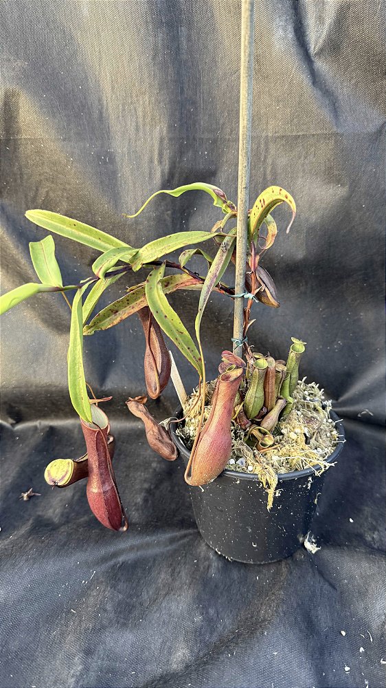 Nepenthes Gracilis