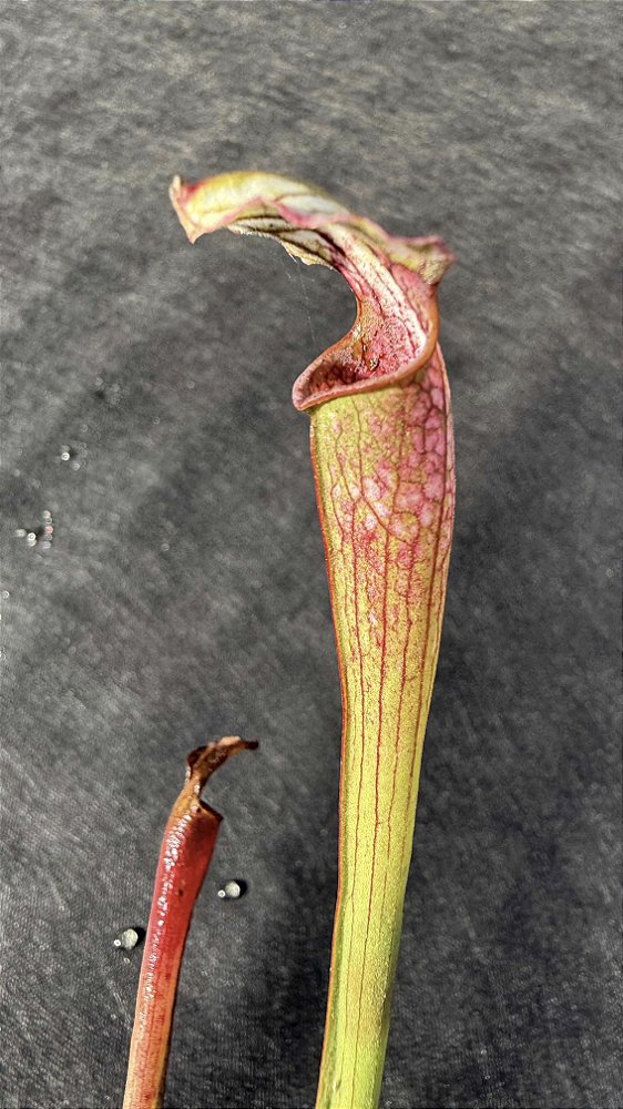 Sarracenia Leucophylla Albina