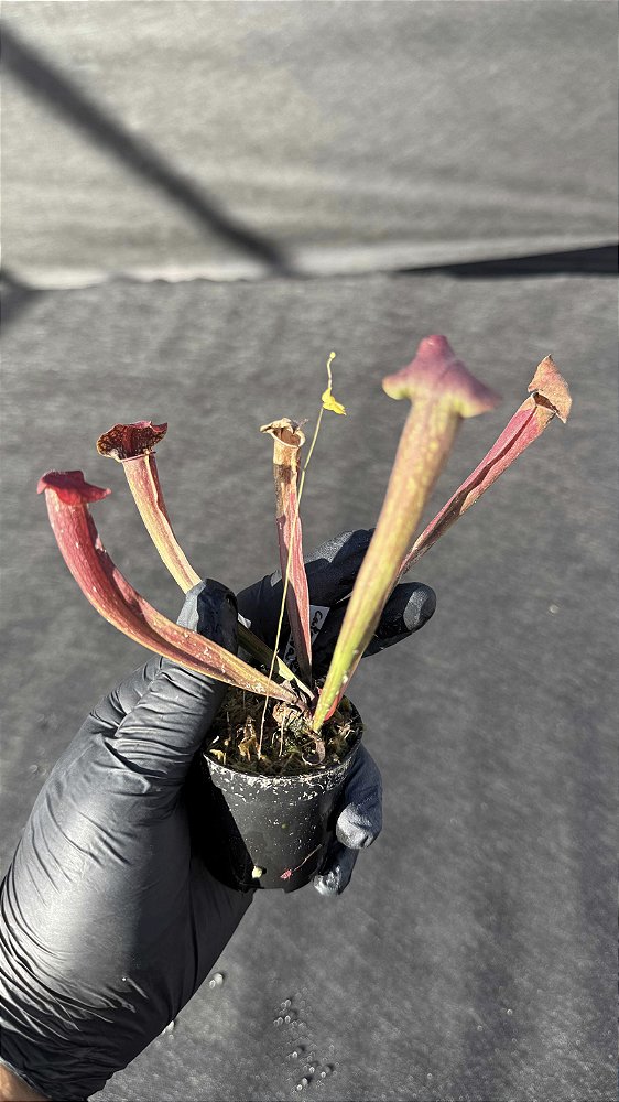 Sarracenia Catesbaei x Flava