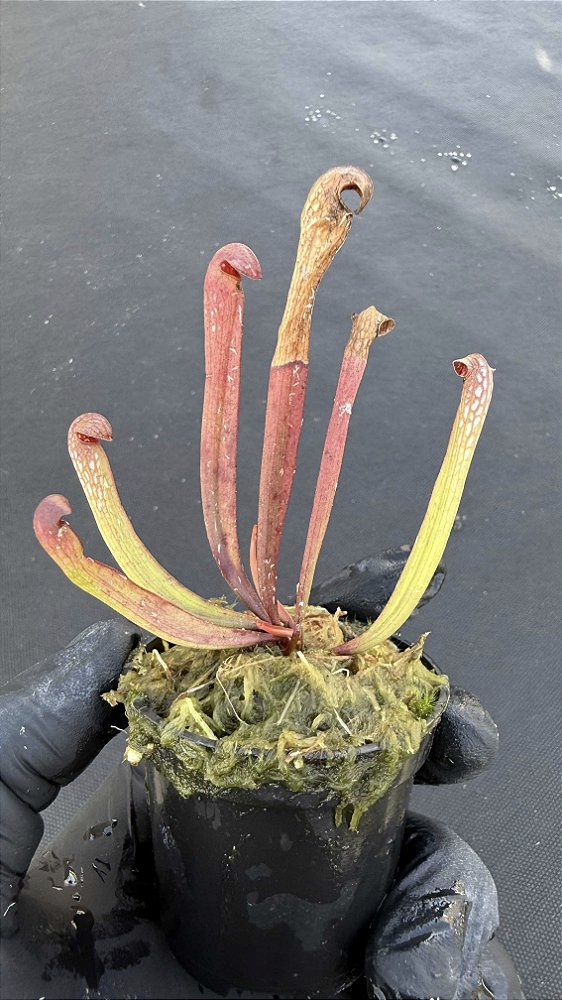 Sarracenia Minor
