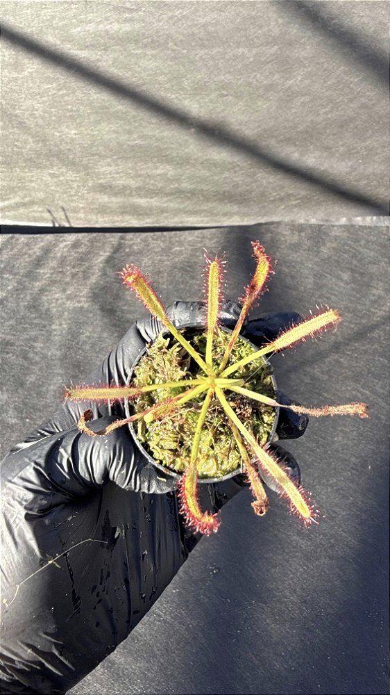 Drosera Capensis