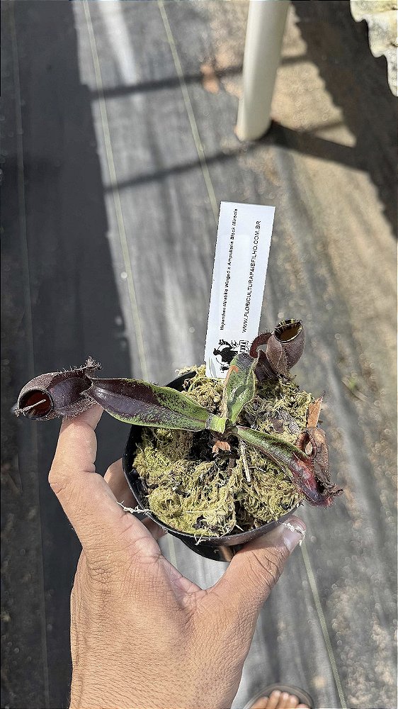 Nepenthes Mirabilis Winged × Ampullaria Black Miracle