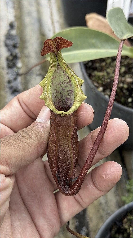 Nepenthes Northiana x [(Lowii x Veitchii x Boschiana) x [(Maxima x Veitchii) x V.eitchii]]