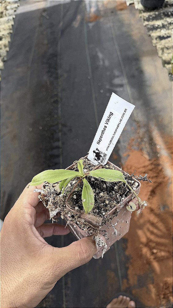 Nepenthes mirabilis var. globosa 'Viking'