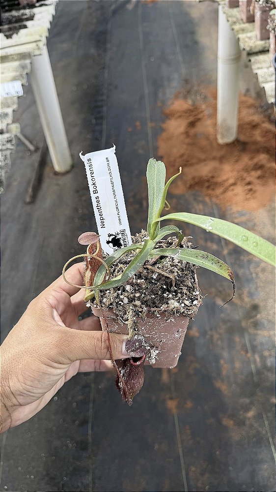 Nepenthes Bokorensis