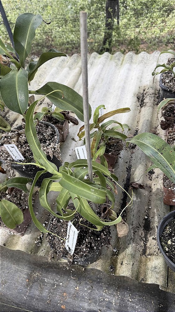 Nepenthes Ventricosa