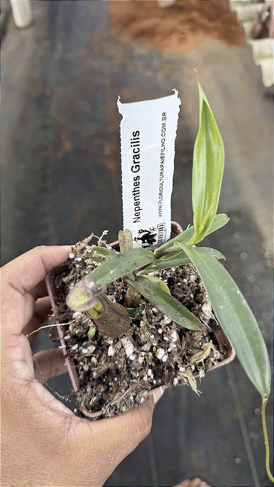 Nepenthes Gracils