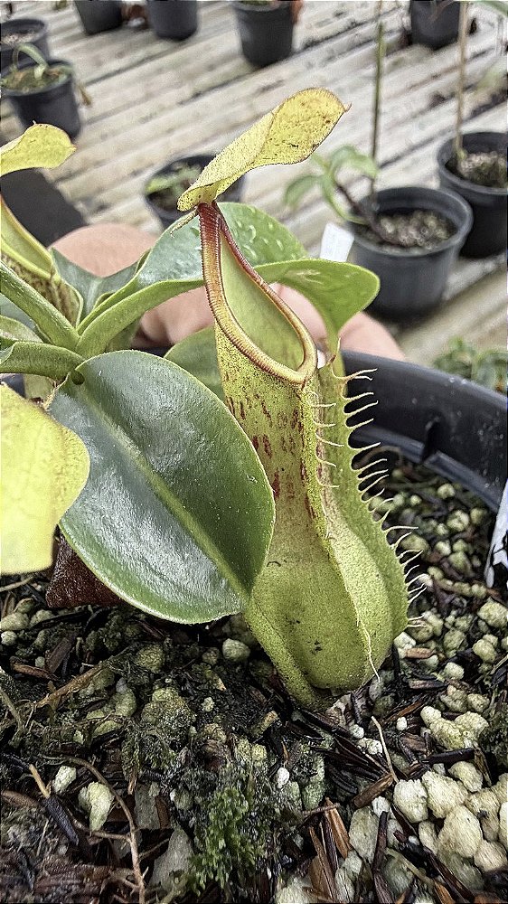 Nepenthes Alata