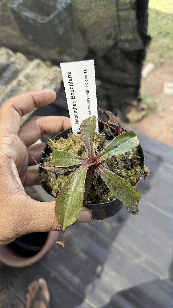 Nepenthes Boschiana
