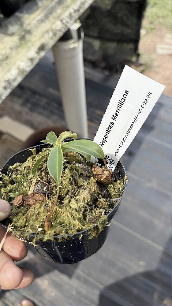 Nepenthes Merrilliana