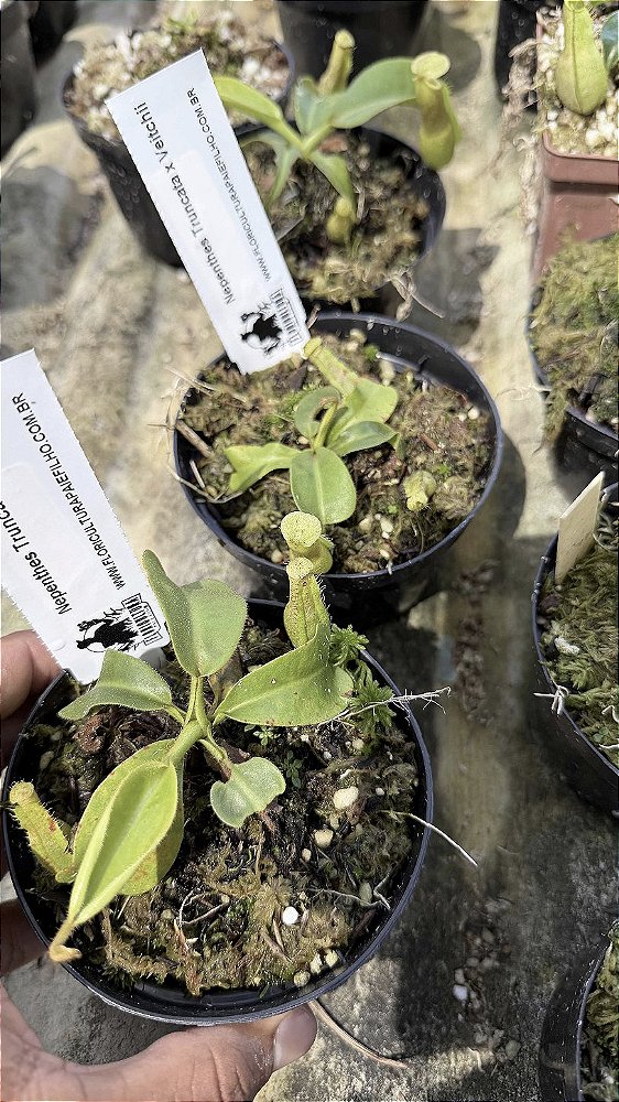 Nepenthes Truncata x Veitchii