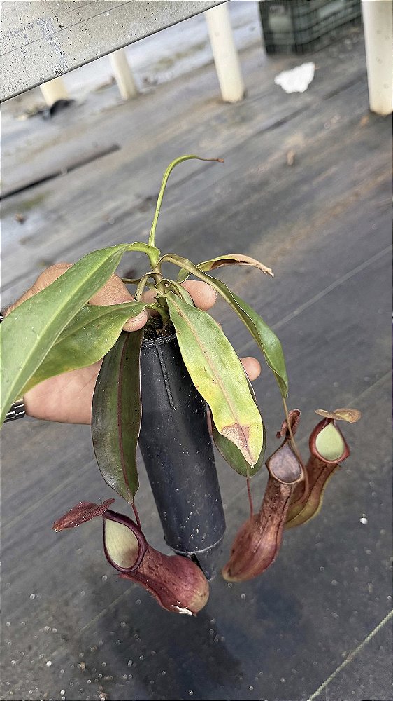 Nepenthes Arakawae Red
